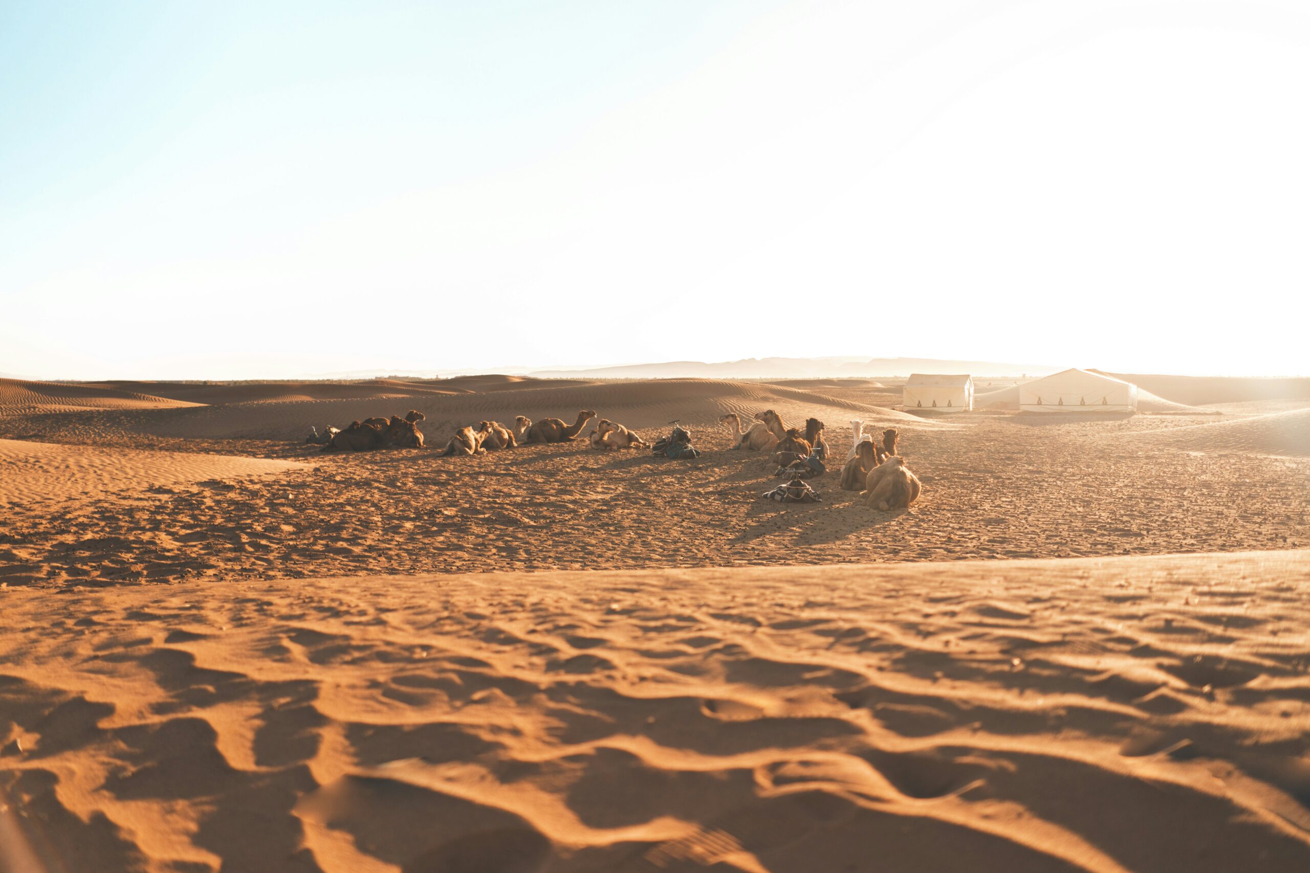 Morocco Group Tours - Camel Trekking in Zagora